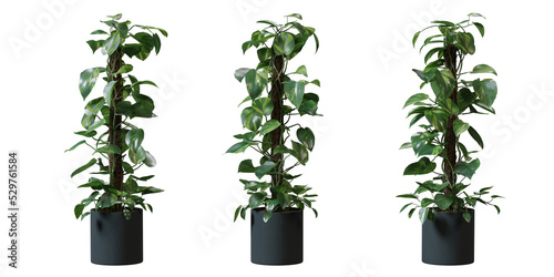 Devils Ivy in a plant pot isolated on transparent background, minimal and scandinavian style,Realistic 3D render