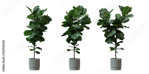 Fiddle Leaf Fig in a plant pot isolated on transparent background, minimal and scandinavian style,Realistic 3D render