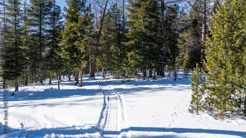 The path, trodden in the snow, goes into the coniferous forest between the trees. Blue sky. Light and shadows. A sunny winter day in the taiga. Altai photo