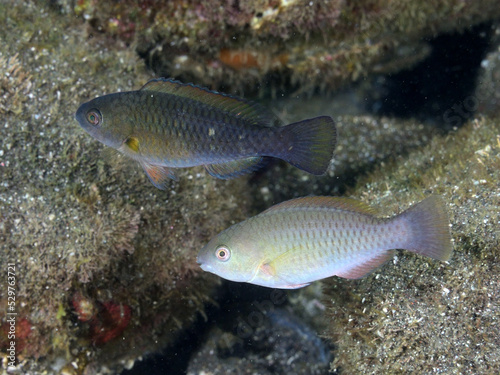 スジブダイとアオブダイの幼魚