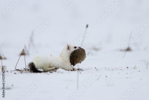 Hermelin (Mustela erminea) im Winterfell photo