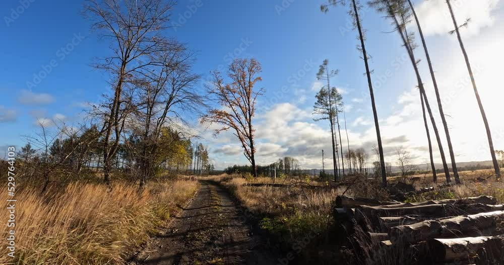 Countryside fall autumn landscape timelapse with moving clouds on blue sky, late summer, fall colored tree. Forest path in countryside after wood harvesting. Czech Republic, Vysocina Countryside fall autumn landscape timelapse with moving clouds on blue sky, late summer, fall colored tree. Forest path in countryside after wood harvesting. Czech Republic, Vysocina