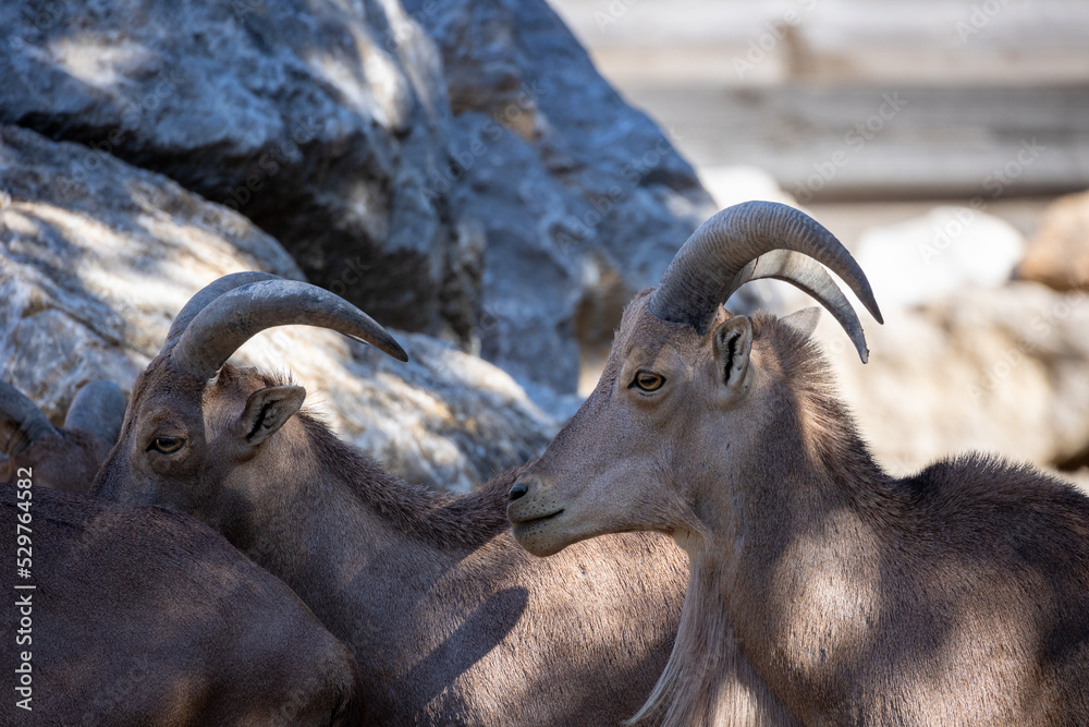 Obraz premium mouflon à manchettes couché sur des rochers