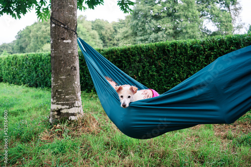 Adult woman relaxing with her long haired Russel dog lying on a green hammock in the summer farm surrounded by nature and trees. Hobbies, rest and vacation concept.