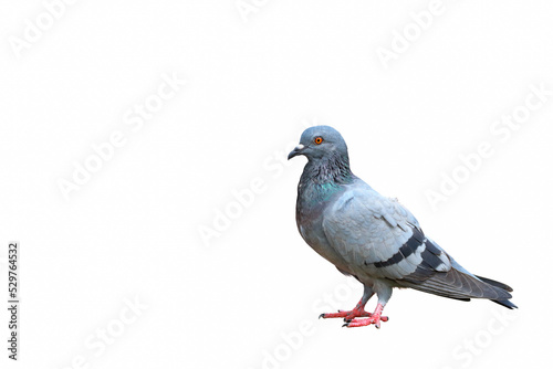 Pigeon standing isolated on white background.