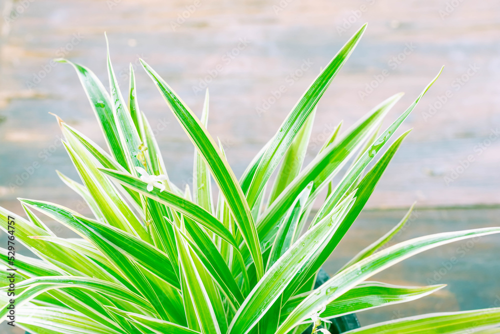 Obraz premium Sword-like ornamental leaves of a potted chlorophytum laxum plant with green and white variegated margins in a close up side view .On a blurry background,copy space.