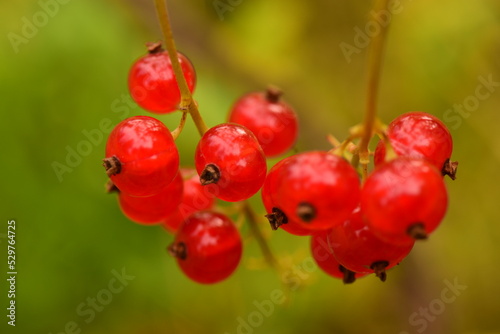 Obraz na płótnie red currant branch fresh ripe berries on a green background in garden w salonie