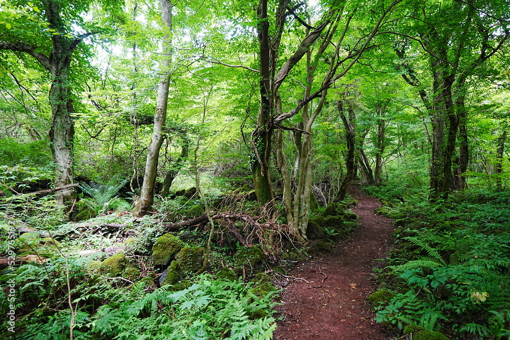 fascinating summer forest with fine path