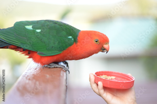 Feeding to wild life photo