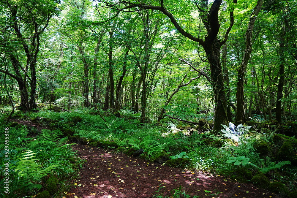 fern and old trees in deep forest fern and old trees in deep forest