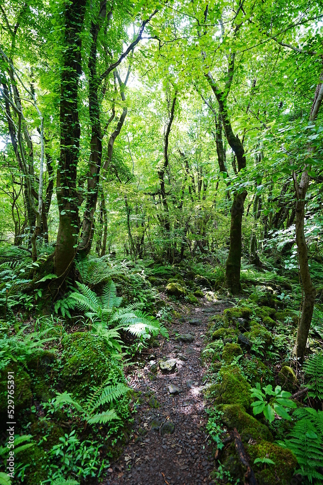 fern and old trees in deep forest