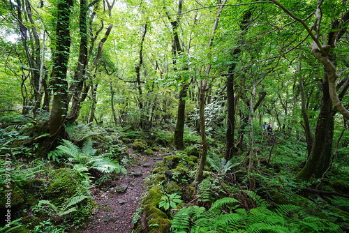 Fototapeta Naklejka Na Ścianę i Meble -  fern and old trees in deep forest