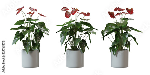 Flamingo Flower in a plant pot isolated on transparent background, minimal and scandinavian style,Realistic 3D render photo