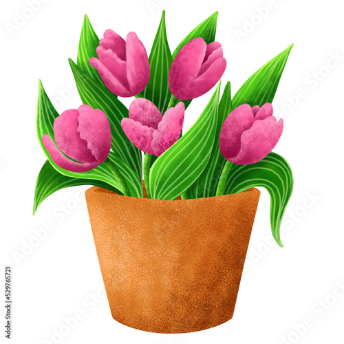 Pink tulips with green leaves in a pot.