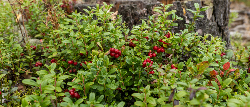 Bush landscape of wild cowberry in a forest
