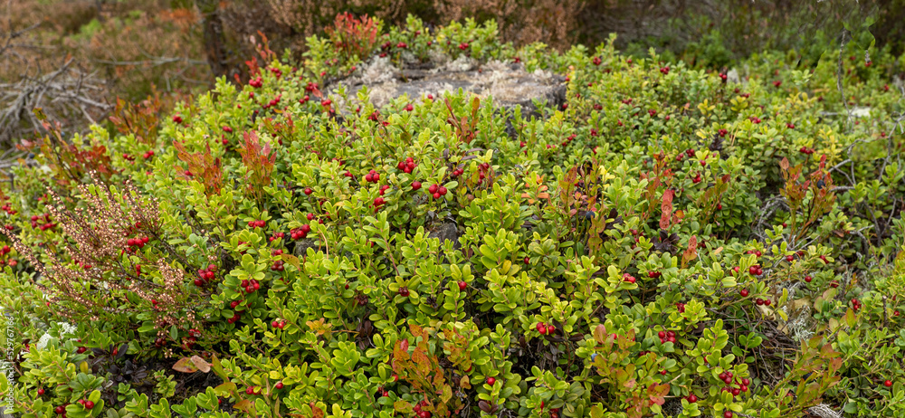 Bush landscape of wild cowberry in a forest Bush landscape of wild cowberry in a forest