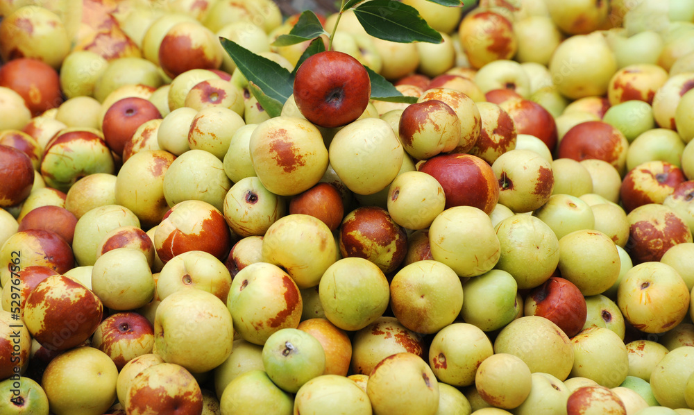  fresh dates harvested as food background