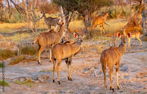 Greater kudu and a small steenbok isolated in the golden hour in a typical African landscape setting photo