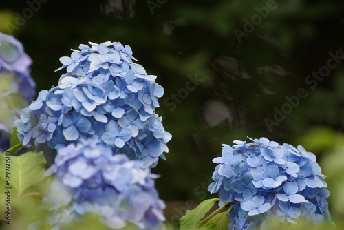 アジサイ 紫陽花 blue hyacinth flower