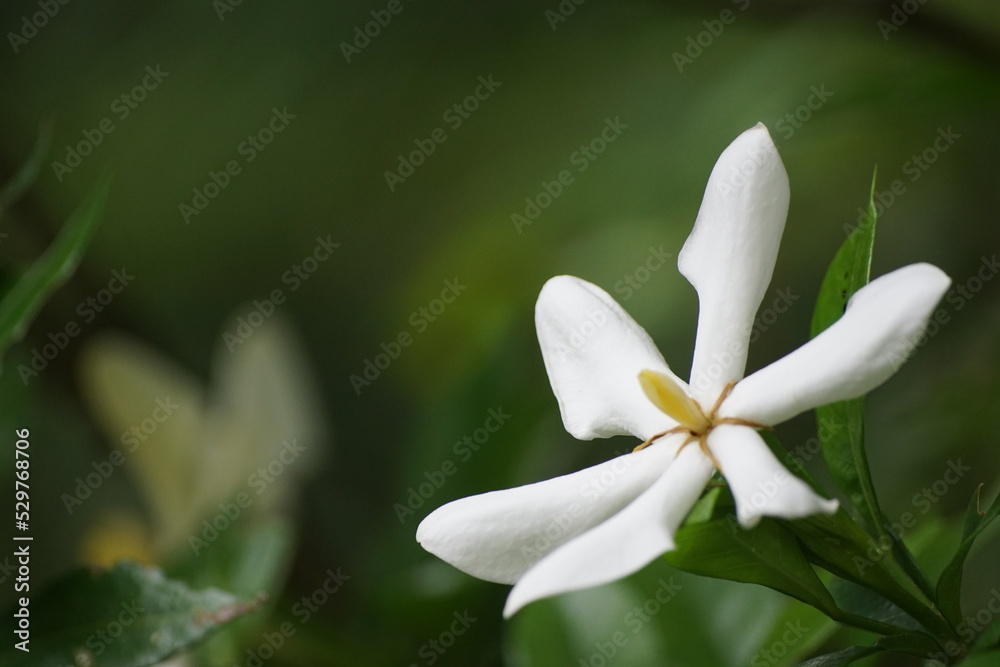 Fototapeta premium 花 white flower of a tree