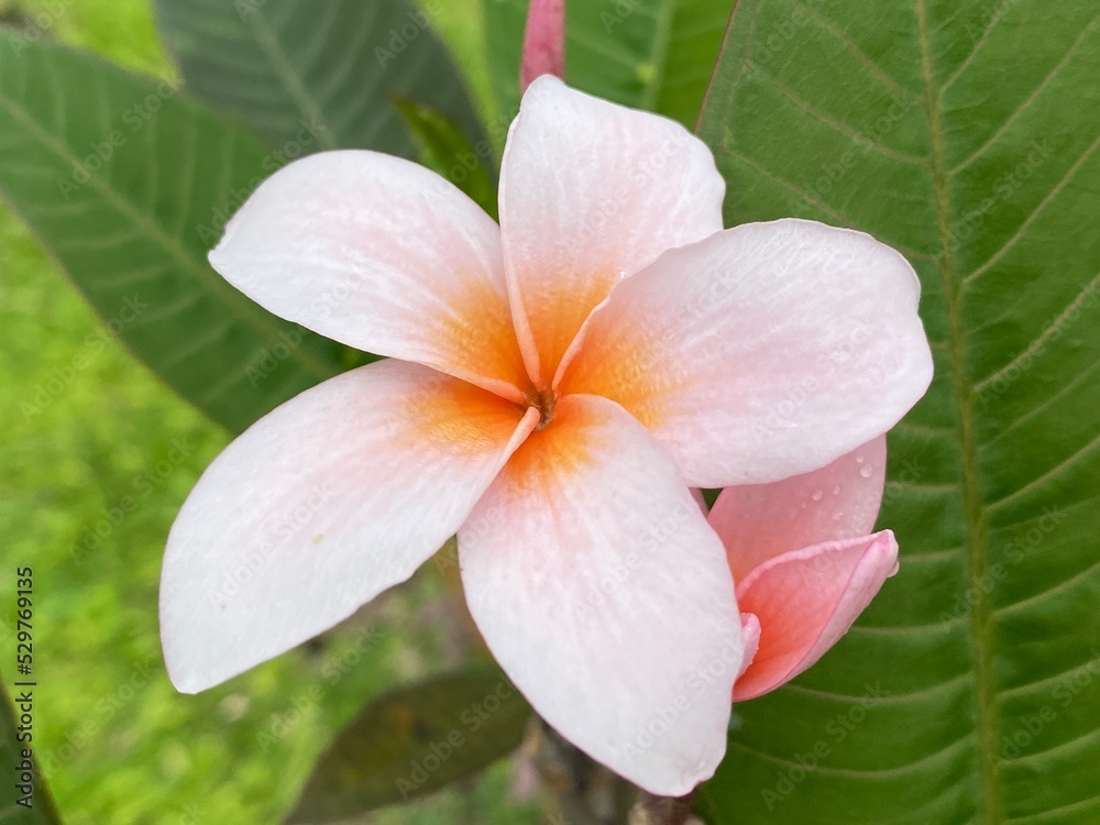 Fototapeta premium Beautiful frangipani flower in garden