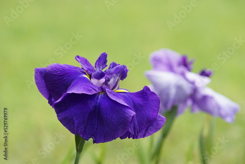 花菖蒲 ハナショウブ purple flower