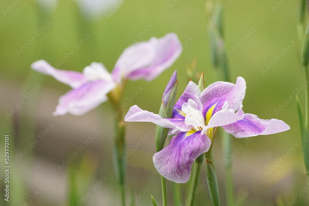 花菖蒲 ハナショウブ purple flower 花菖蒲 ハナショウブ purple flower