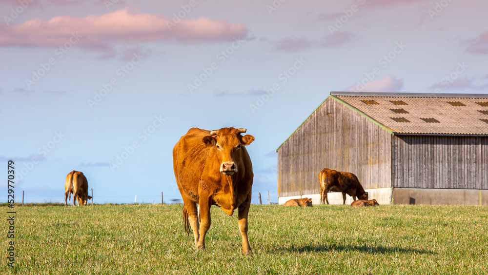 Troupeau de vaches de race Rouge des Prés devant une ferme en France ...