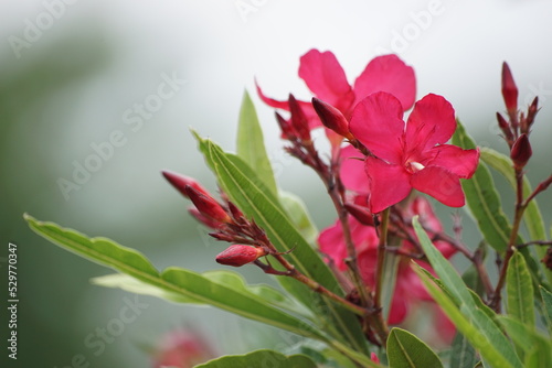 pink flowers in the garden