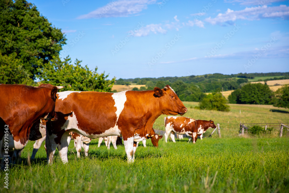 Troupeau de vache laitière Rouge des Prés dans les champ en campagne française.