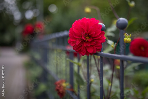 Rote Dahlien photo