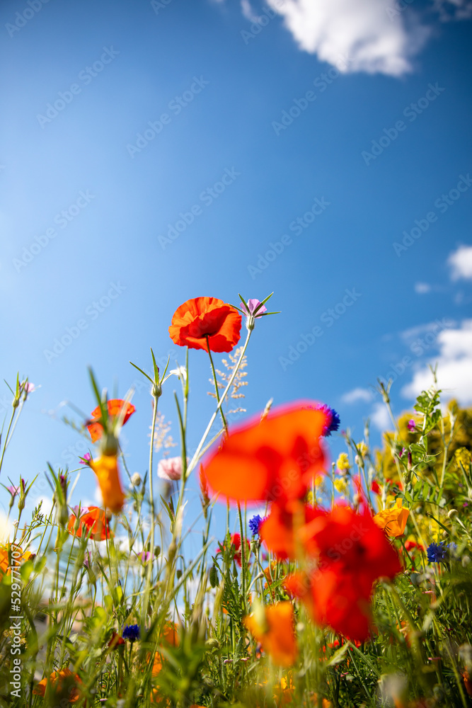 Obraz premium Fleur de coquelicot et pâquerette dans les champs au printemps.