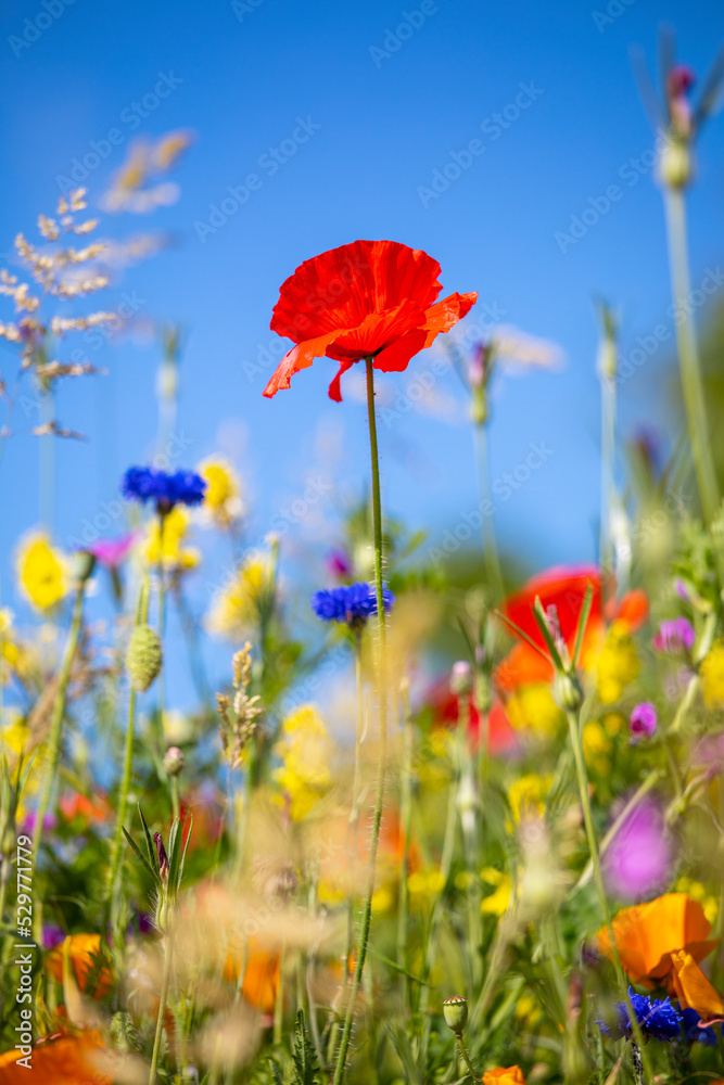 Obraz premium Coquelicots dans les champs au printemps au milieu des fleurs sauvages.