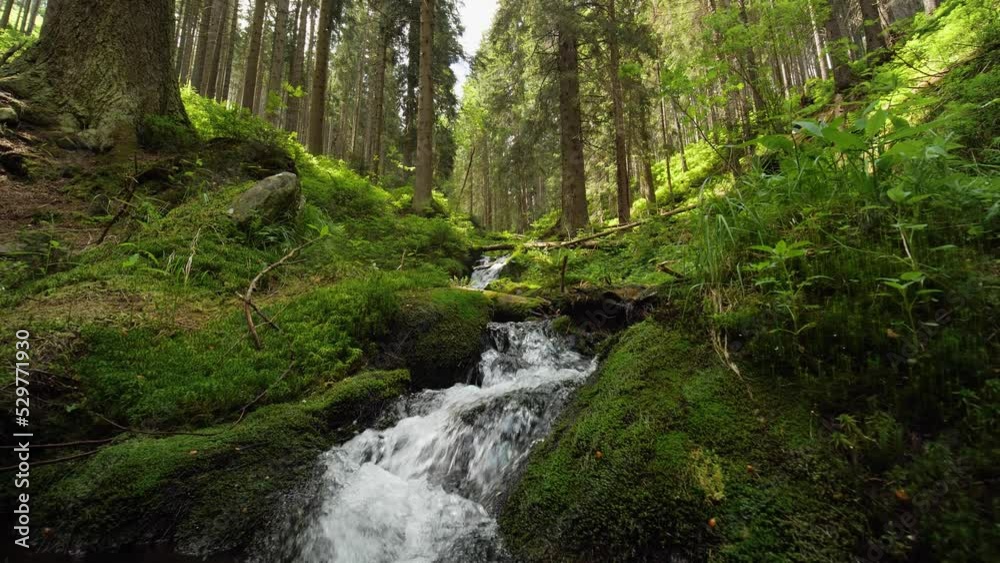 Mountain river rushing through a forest in summer, small creek water closeup, low glide Mountain river rushing through a forest in summer, small creek water closeup, low glide