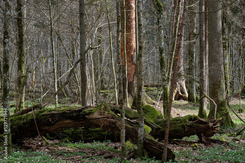 Deciduous tree stand with hornbeams and oaks © Aleksander Bolbot