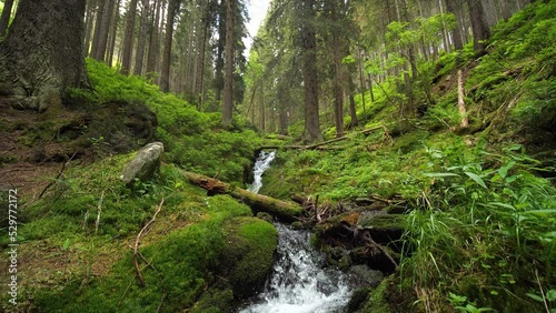 Mountain water stream in a forest, nature and wilderness