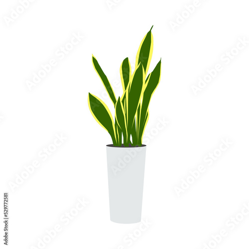 Sansevieria  Sansivera Plant  Interior Plant  Interior Garden  House Plant  Interior Decoration Element. Format PNG