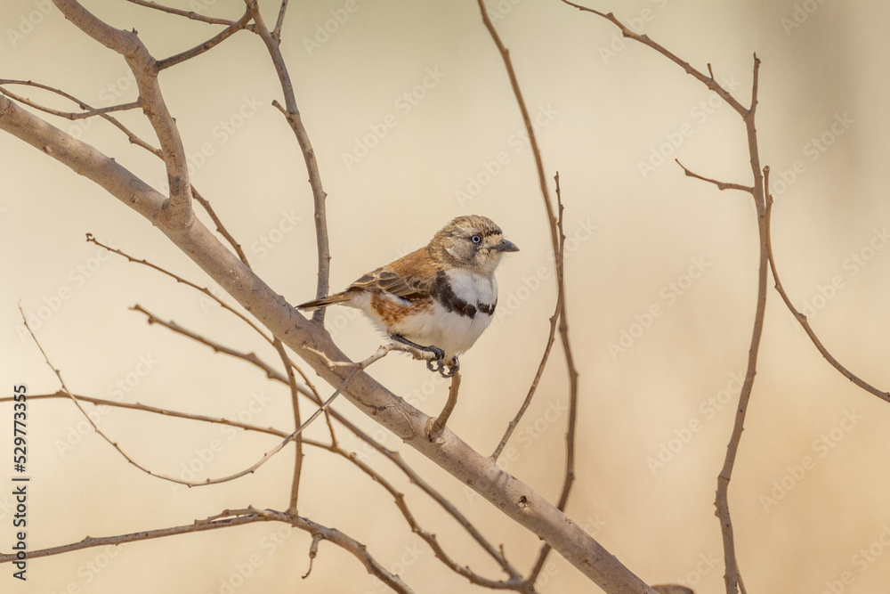 Banded Whiteface in Northern Territory Australia Banded Whiteface in Northern Territory Australia