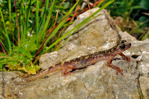 Monte Albo cave salamander    Monte-Albo-H  hlensalamander  Speleomantes flavus   Hydromantes flavus  - Sardinia  Italy