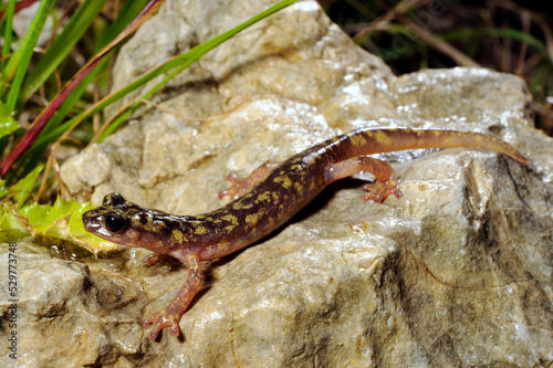 Monte-Albo-H  hlensalamander    Monte Albo cave salamander  Speleomantes flavus   Hydromantes flavus  - Sardinien  Italien
