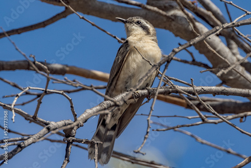Black-eared Cuckoo in Northern Territory Australia © Imogen