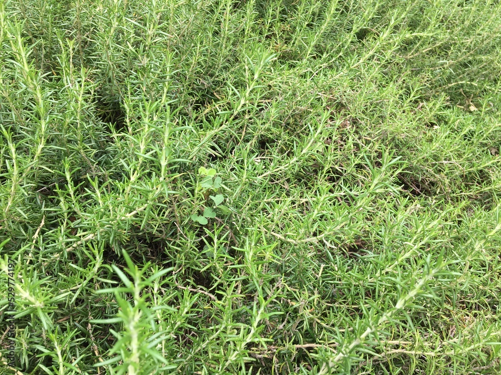 rosemary rosemary