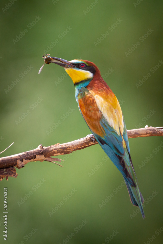 Obraz premium European Bee-Eater (Merops apiaster) perched on Branch near Breeding Colony. Wildlife scene of Nature in Northern Poland - Europe
