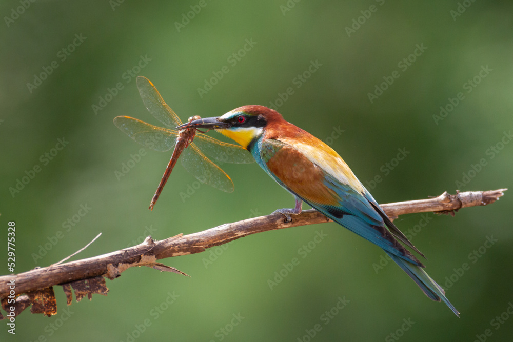 Obraz premium European Bee-Eater (Merops apiaster) perched on Branch near Breeding Colony. Wildlife scene of Nature in Northern Poland - Europe