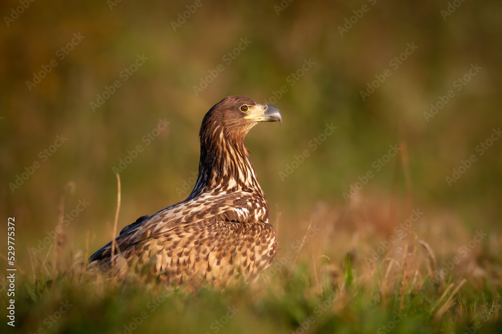 Majestic predator White-tailed eagle, Haliaeetus albicilla in Poland wild nature juvenile bird Majestic predator White-tailed eagle, Haliaeetus albicilla in Poland wild nature juvenile bird