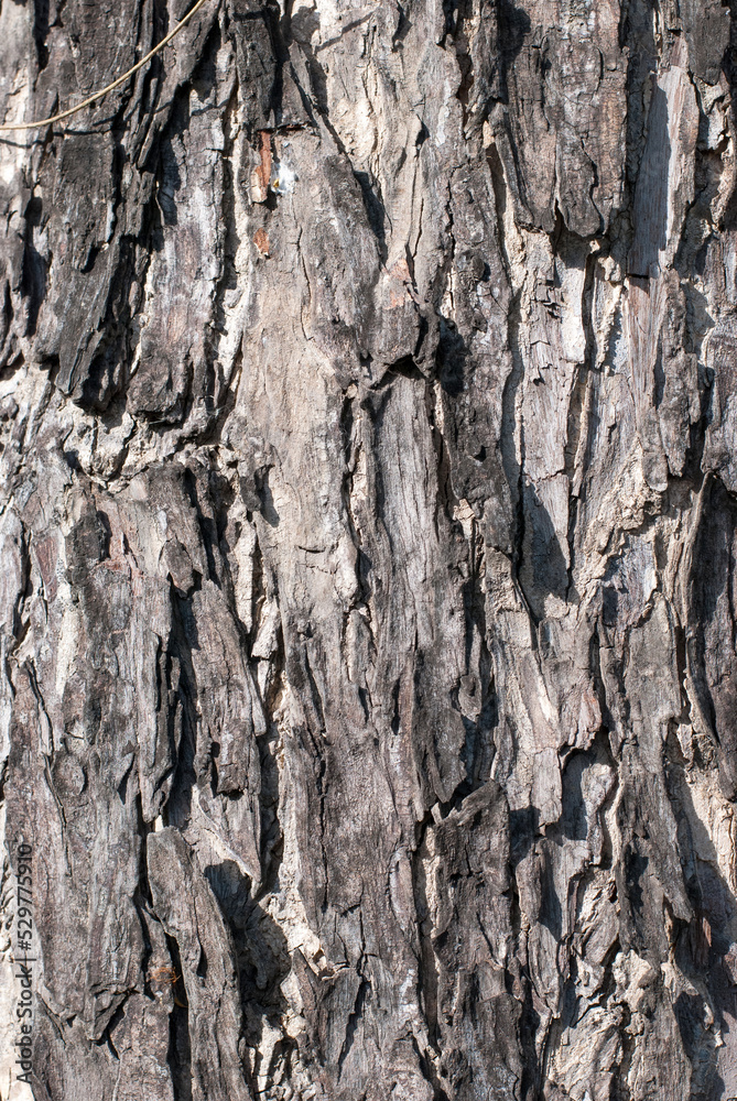 Obraz premium The bark texture of the tree is old. close up.