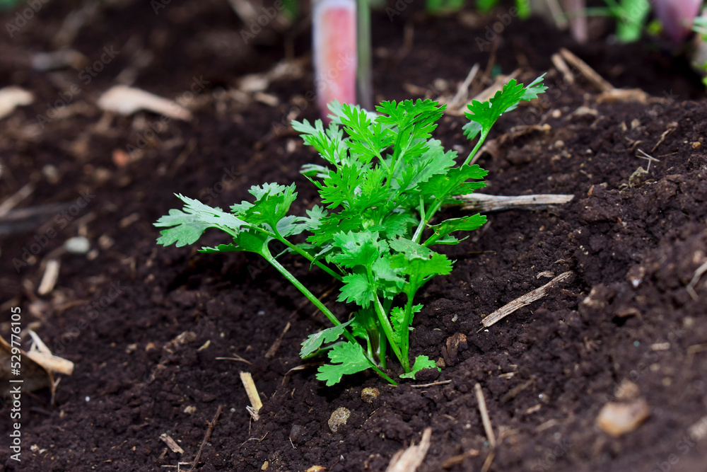 Close up fresh growing green coriander (cilantro) leaves in vegetable plot Close up fresh growing green coriander (cilantro) leaves in vegetable plot