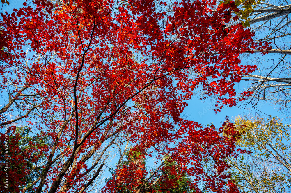 Autumn in forest - red maple leaves in sunlight. Autumn in forest - red maple leaves in sunlight.