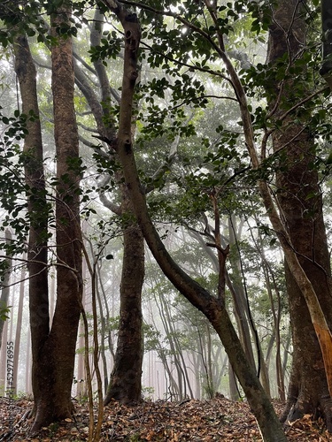 個性的な木々の育つ霧の立ち込める山の風景