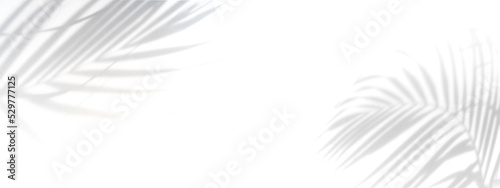 Tropical palm leaves shadow on white wall background with copy space, Panorama banner © Kittiphan